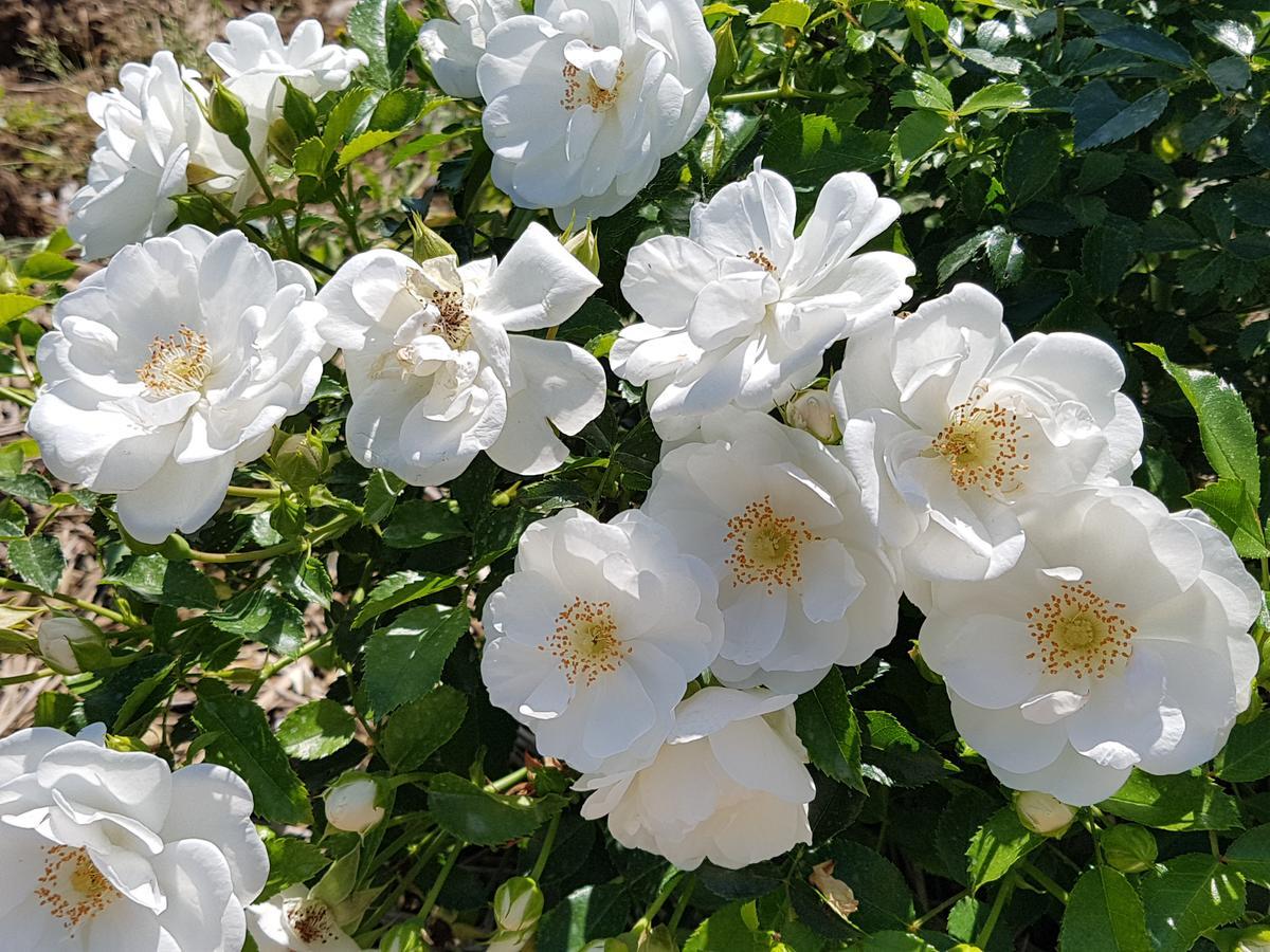 프라다마노 Agriturismo Frascje Dai Spadons 빌라 외부 사진